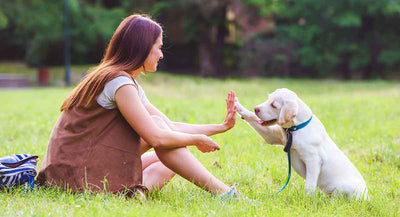 Top 10 dog training tips from an industry expert