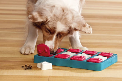 How to keep your dogs entertained with Enrichment toys